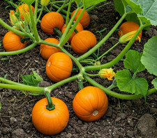 10 Small Sugar Pie Pumpkin Seeds - Heirloom