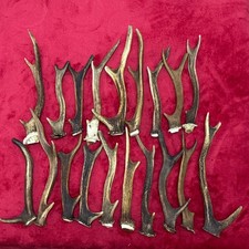 19 PIECES OF SIKA DEER ANTLERS