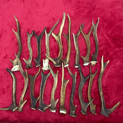 Pieces sika deer antlers - sika,