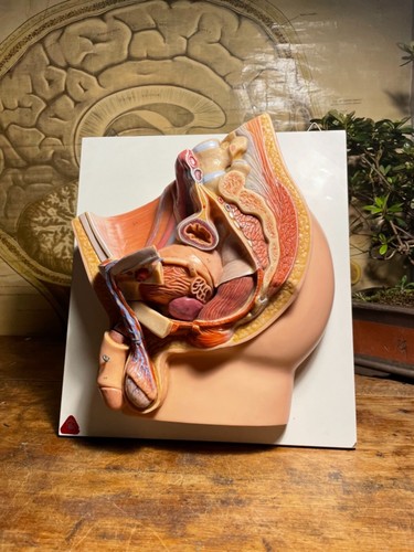 Vintage somso male pelvis - vintage,