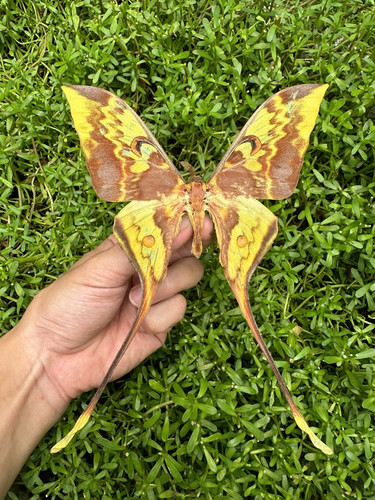 Actias maenas spread moth - maenas,