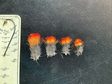 Indian Crow feathers