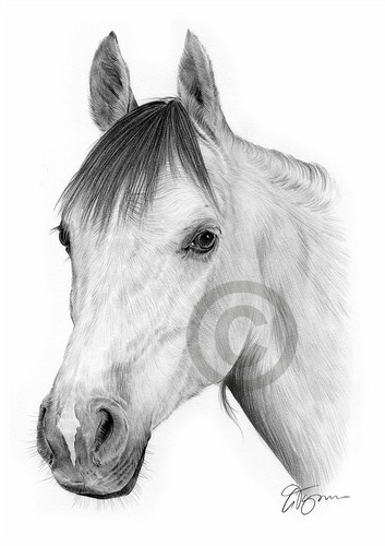 Pencil drawing giclee - print, of