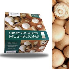 Mushroom Growing Kit Brown -