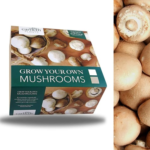Mushroom growing kit brown - kit,