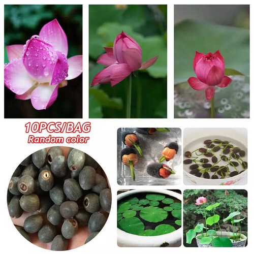 10pcs mixed color - 10pcs, the