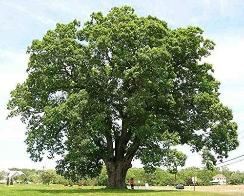 Black willow tree - willow, cuttings
