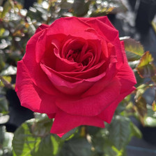 PRE ORDER - DEAR JOYCE - Fragrant Red Floribunda Rose - Bareroot