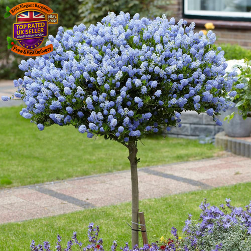 Hardy ceanothus standard tree - hardy,