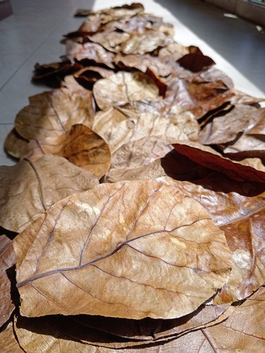 1000pcs indian almond leaves - almond,