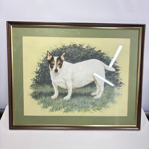 Jack russell julie - jack,