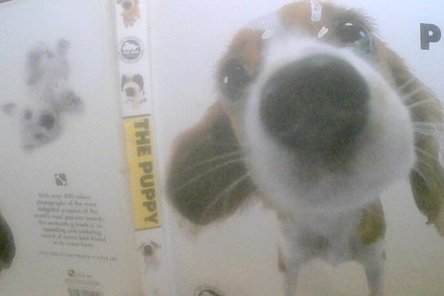 The puppy artist collection - the,