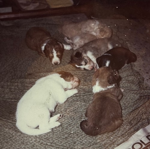 Polaroid adorable sleeping - polaroid,