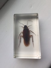 Taxidermy Resin Insects 