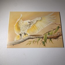 Vintage Australian Bird