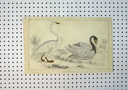 Original old antique print - original,