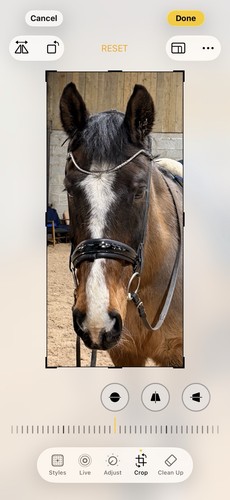 Finesse cassidy snaffle bridle - snaffle,