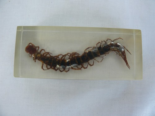 Large centipede scolopendra - centipede,