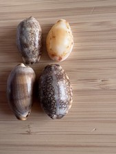 Cowrie Sea Shells 4X