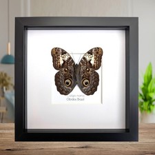 Framed Brazilian Owl Butterfly