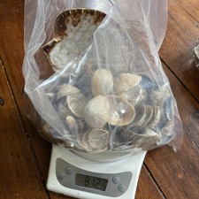 Sea Shells Large lot Mixed