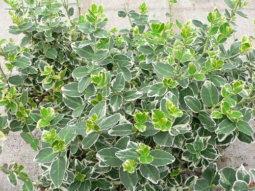 Euonymus fortunei emerald - euonymus,