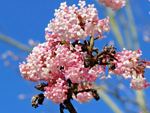 Viburnum charles lamont - charles,