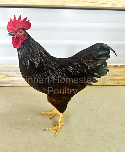 Bantam rhode island - island, reds