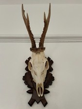 Mounted Real Antlers on top