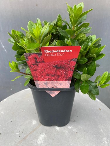 Rhododendron geisha red - 'geisha, red'