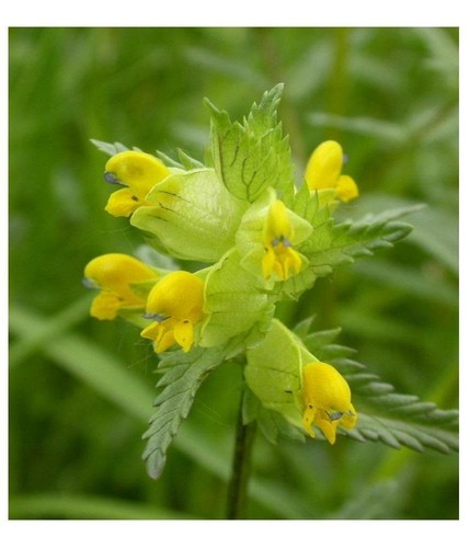 British wild flower yellow - flower,