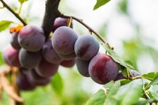 Beach Plum Seeds {Prunus