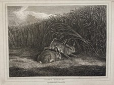 Hare’s Feeding c1834 Dated
