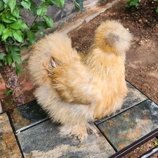 Silkie Fertile Hatching Eggs