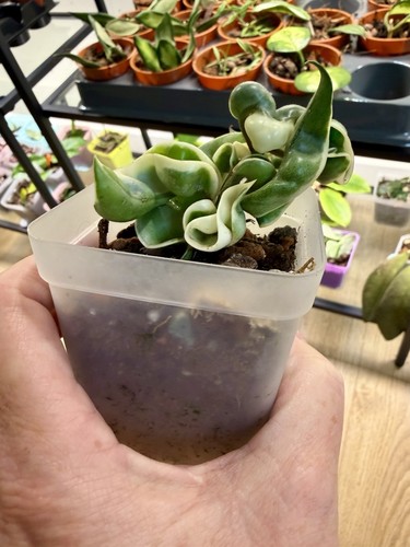 Variegated hoya compacta - variegated,