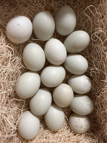 Call duck eggs buff x - call,