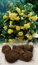 5 YELLOW PENDULA BEGONIA