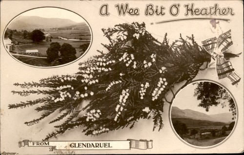 Glendaruel heather bouquet - glendaruel,