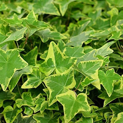 Hedera helix 10 - x, 9cm