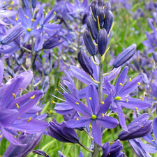 Camassia Quamash Mixed Indoor Outdoor Spring Flowering Bulbs Plants