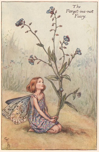 Forget not fairy cicely - forget-me-not,