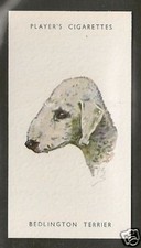 1940 peter biegel dog - uk,