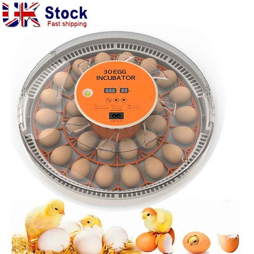 Eggs electric incubator - electric,