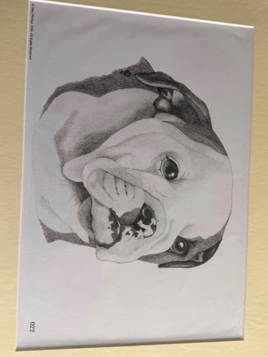 Max phillips bulldog puppy - max,