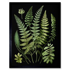 Fern Fronds Detailed Leaves