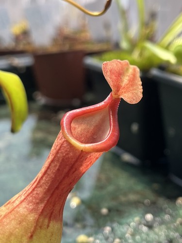 Nepenthes tropical pitcher - -,