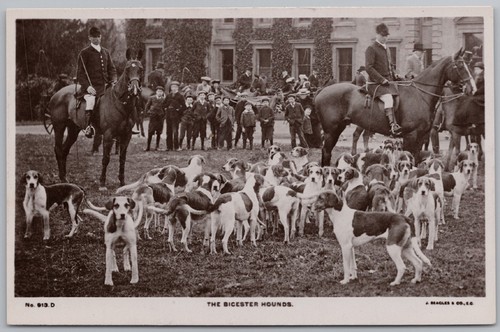 The bicester hounds - bicester, fox