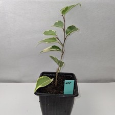 Ficus benjamina