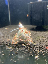 Premium Shrimp UK Lubao Bags