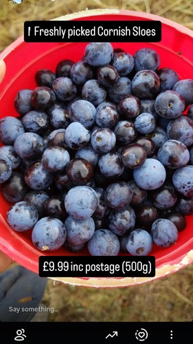 Cornish sloes fresh sloe - fresh,